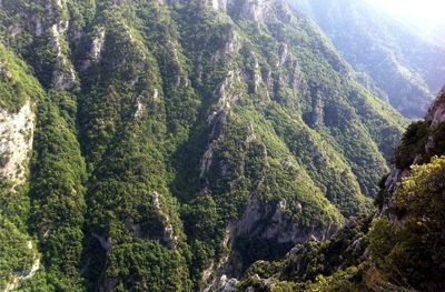 High angle view of pine trees in forest