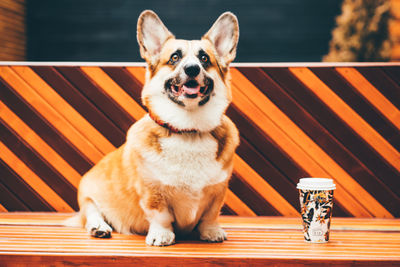 Cute corgi dog sitting next to paper cup of coffee.