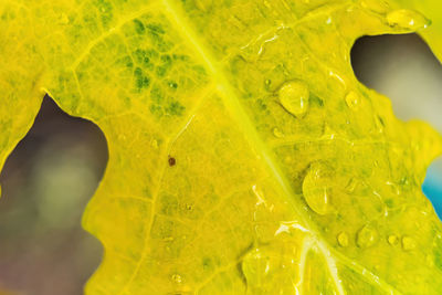 Full frame shot of yellow leaf