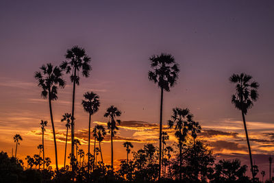 Palm tree silhouette background. california sunset landscape. tropical forest and mountains. 