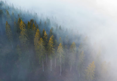 Trees in forest during foggy weather