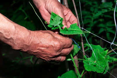 Close-up of man holding leaf