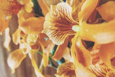 Close-up of yellow flowering plant