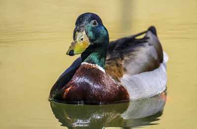 Close-up of mallard duck swimming in lake