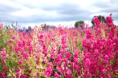 Close-up of pink flowering plants on field