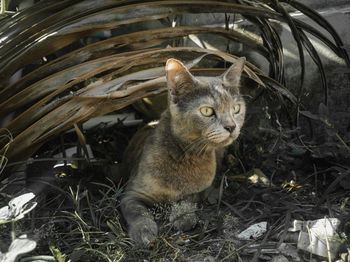 Portrait of cat sitting on field