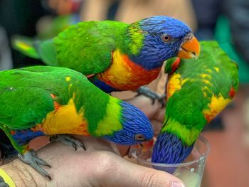 Close-up of a hand holding a bird