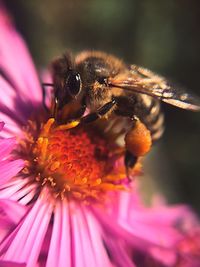 Close-up of bee pollinating on pink flower