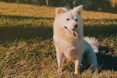 View of white dog on field