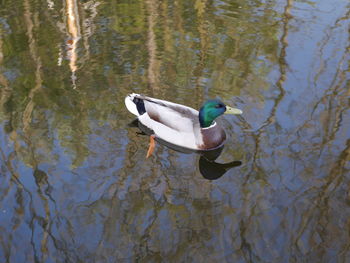 High angle view of duck in lake