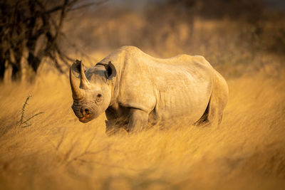 Black rhino stands in grass eyeing camera