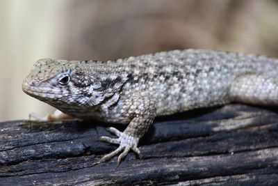 Close-up of lizard