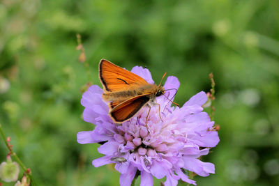 Close-up of butterfly pollinating on purple flower