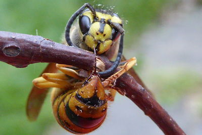 Close-up of bee on twig