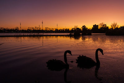 Silhouette swans in lake against sky during sunset