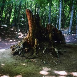 Close-up of tree stump in forest