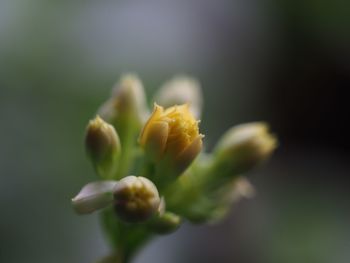 Close-up of yellow flowers blooming outdoors