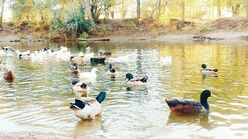 Birds in the lake