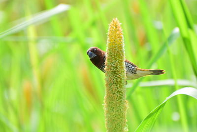 Close-up of insect on plant