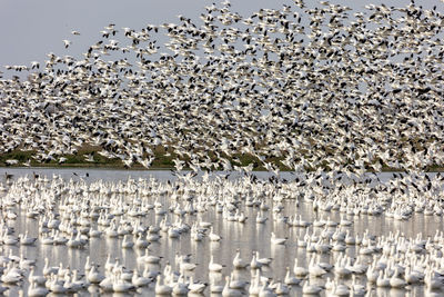 White geese flying