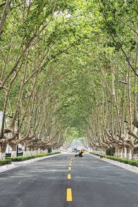 Empty road along trees