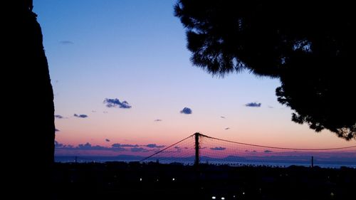 Silhouette of trees at night