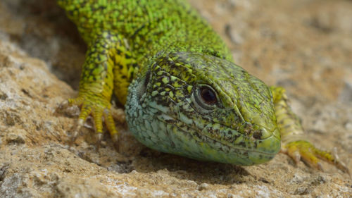 Close-up of lizard on rock