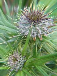 Close-up of flowers