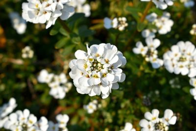 Close-up of white flowering plants