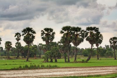 Scenic view of trees on field against sky