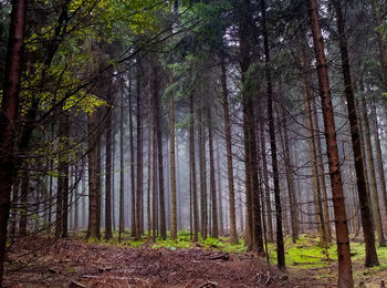 Pine trees in forest