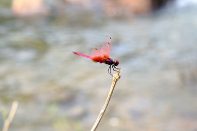 Close-up of insect on red flower