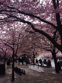 Pink flower tree against sky