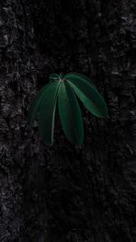 Close-up of leaf on tree trunk against wall