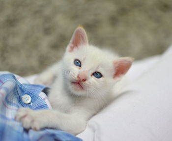 Close-up of kitten lying on bed