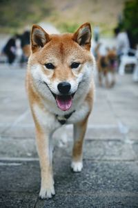 Close-up portrait of a dog