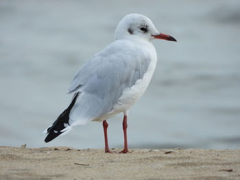 Seagull perching on a beach