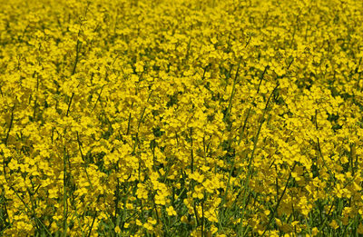 Full frame shot of yellow flowers in field