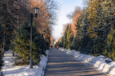 Street amidst trees during autumn