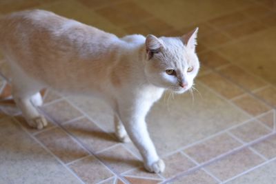 Portrait of cat