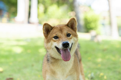 Portrait of a dog on field