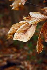 Close-up of dried autumn leaves on field