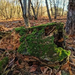 Close-up of moss on tree trunk in forest