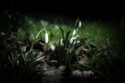 Close-up of plant growing on field