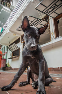 A black thai ridgeback puppy, koh rong island