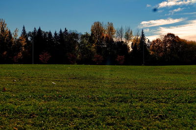 Trees and grass against sky