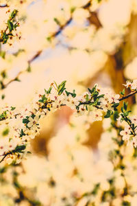 Close-up of cherry blossoms in spring