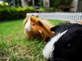 Close-up of guinea pigs on grass
