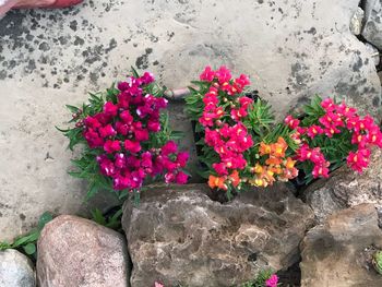 High angle view of pink flowering plants on rock