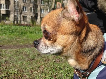 Close-up of dog on grass